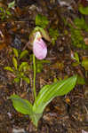 Pink lady's slipper <BR>Moccasin flower